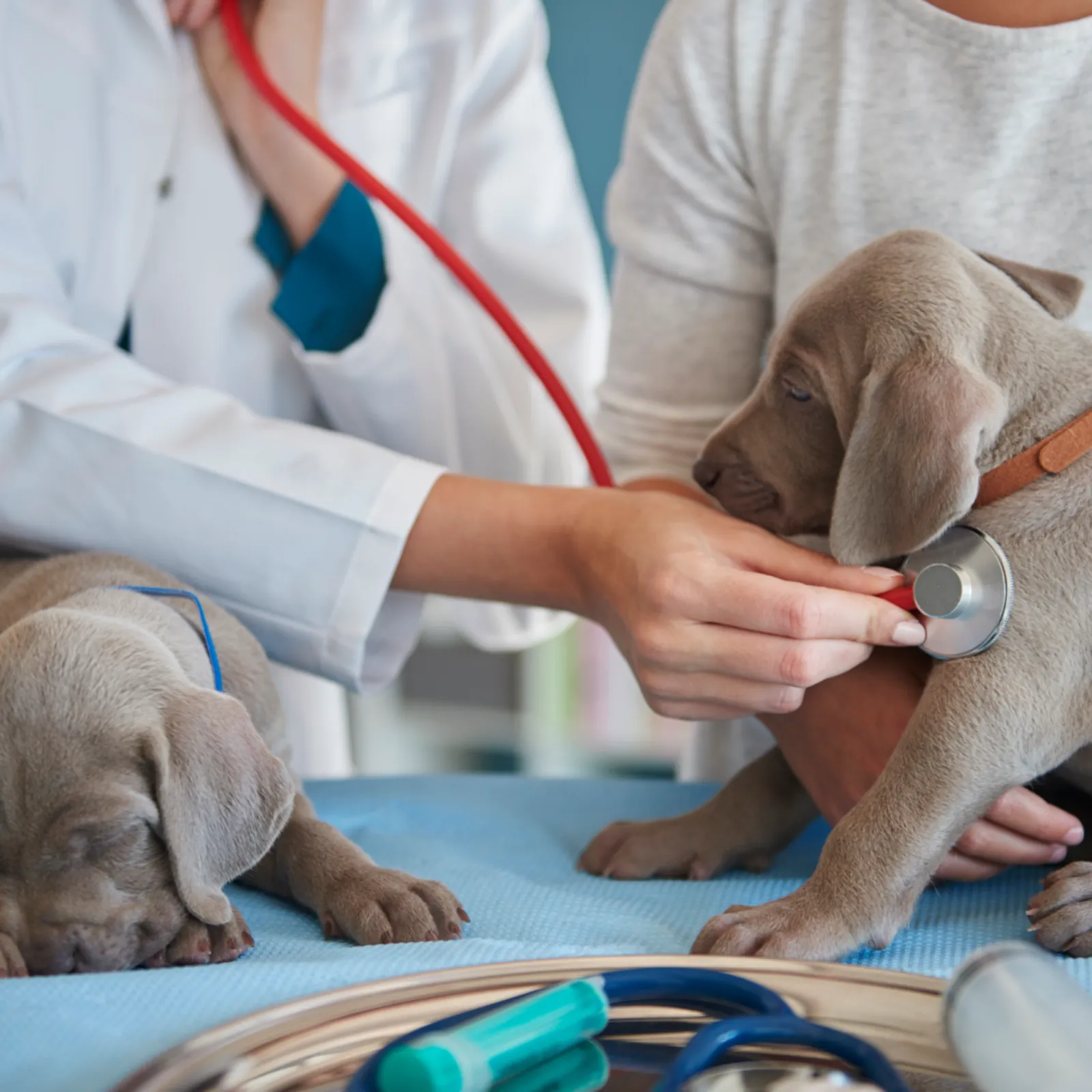 vetsalud_hero