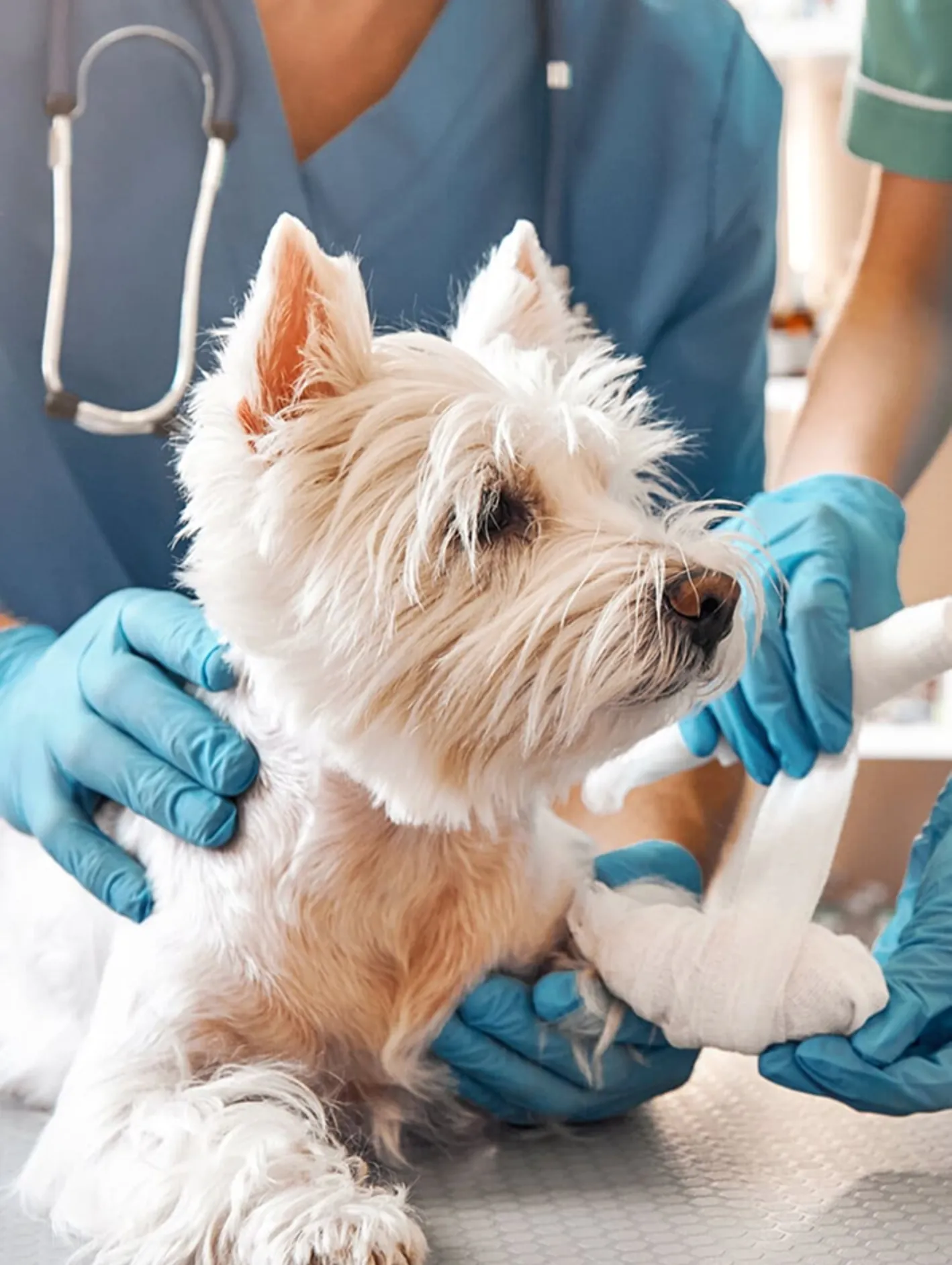 vetsalud_servicio-1